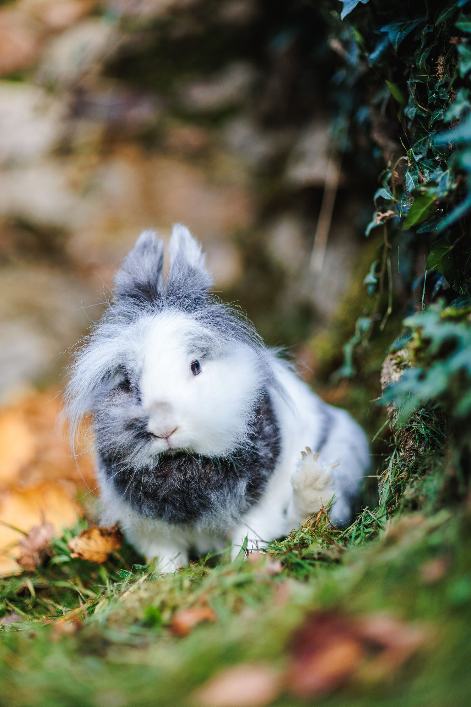 Lapin dans les herbes et feuilles d'automne rousses. AR plan de muret de pierre, photographe animalier secteur Ébreuil, Sioule.