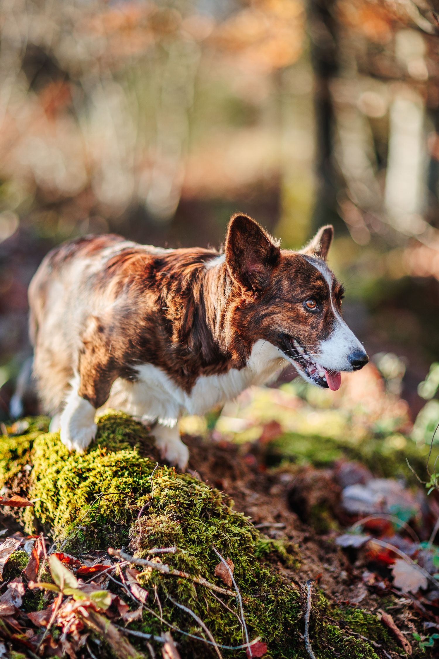 Petit chien Corgi dans les mousses en forêt, en lumière dorée de l'automne. Séance photo animalière secteur Lyon et Rhône.