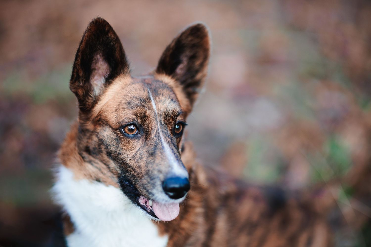 Chien Corgi sur un tapis de feuilles d'automne rousses. Portrait animalier en lumière naturelle, photographe secteur Allier et Puy-de-Dôme.
