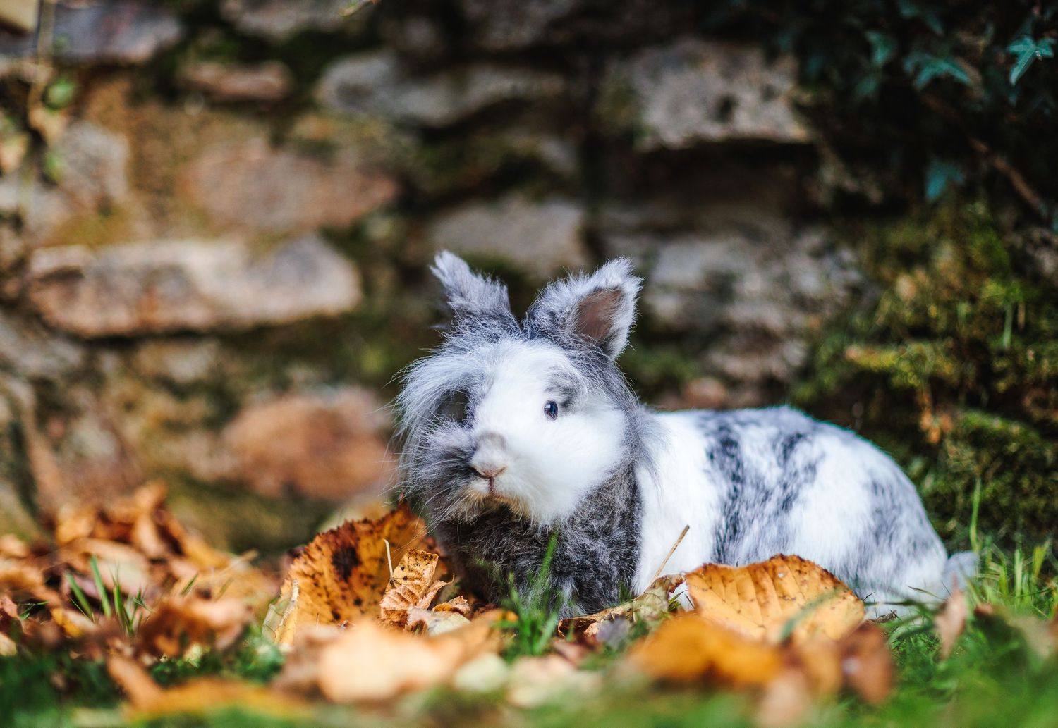 NAC : lapin mignon mais coquin dans les feuilles jaunes d'automne, style naturel, par Eric Filliat, lifestyle et animaux, en Auvergne.