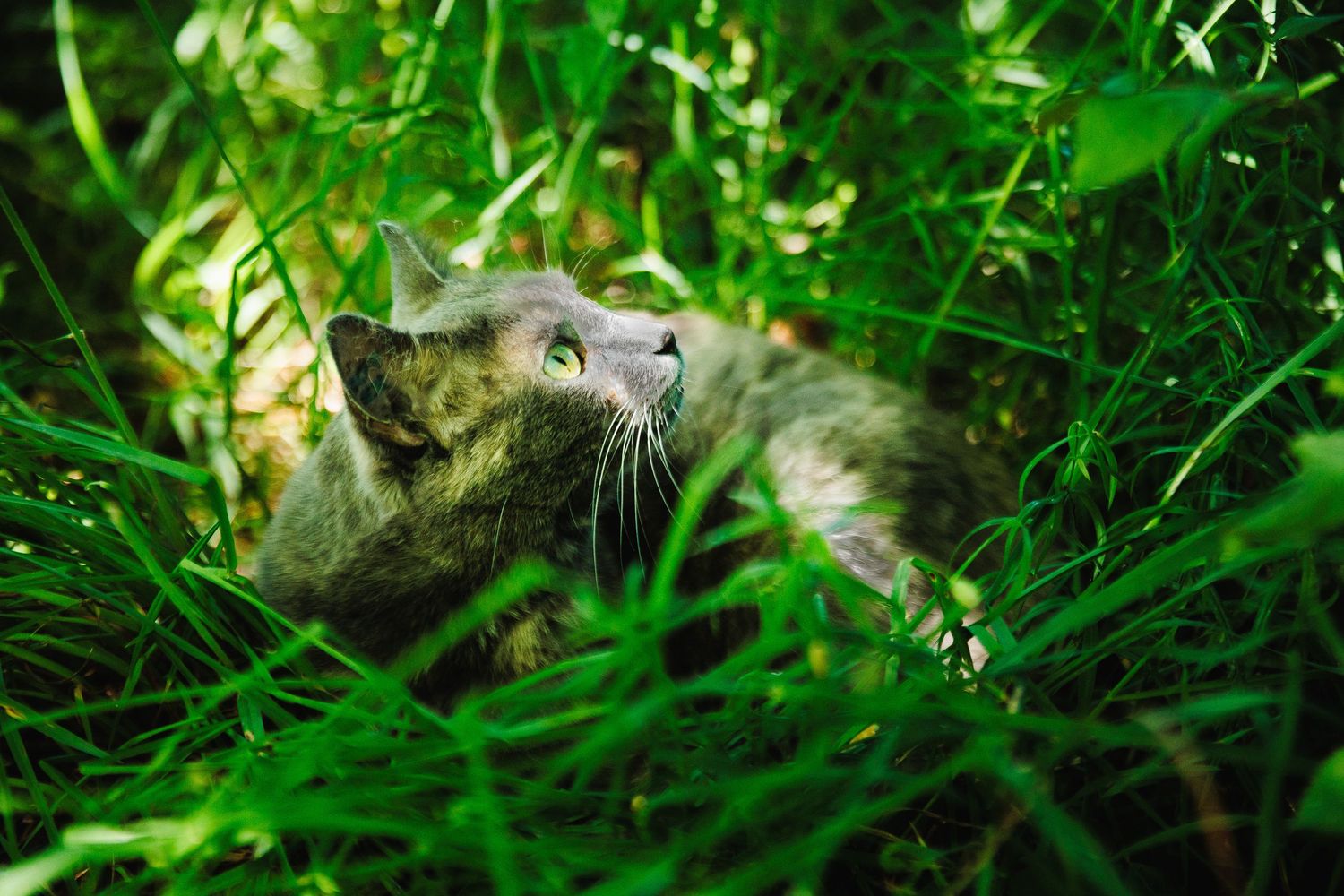 Chat européen surveillant son territoire. Portrait félin intense, photographe animalier secteur Combronde et sortie A71.