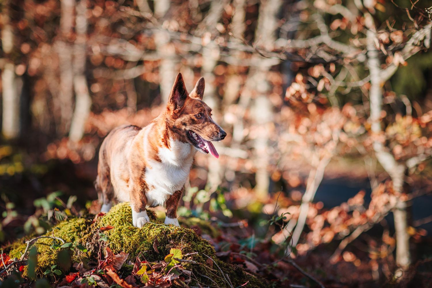 Chien Corgi en forêt de hêtres. Lumière d'automne. Photographe animalier et famille en Allier et Bourbonnais. Par Eric Filliat.