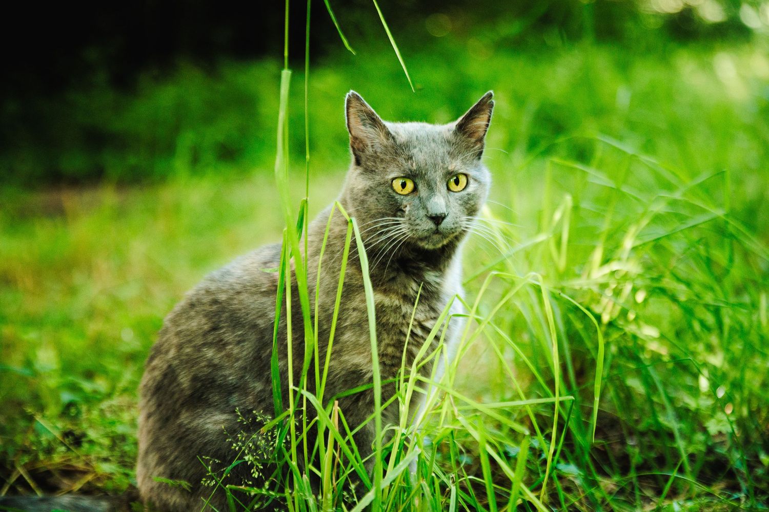 Chat en position de surveillance, regard & oreilles  fixés vers sa proie. Photographie de caractère animalier, secteur Les Ancizes.