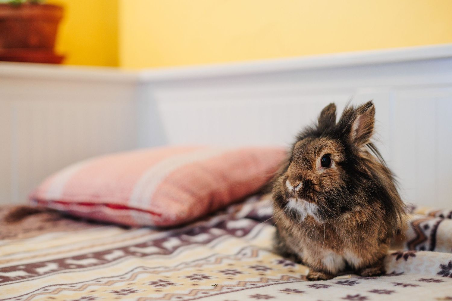 Portrait d'un NAC / lapin au regard malicieux sur canapé. Capture de personnalité, photographe à domicile secteur Saint-Georges-de-Mons.