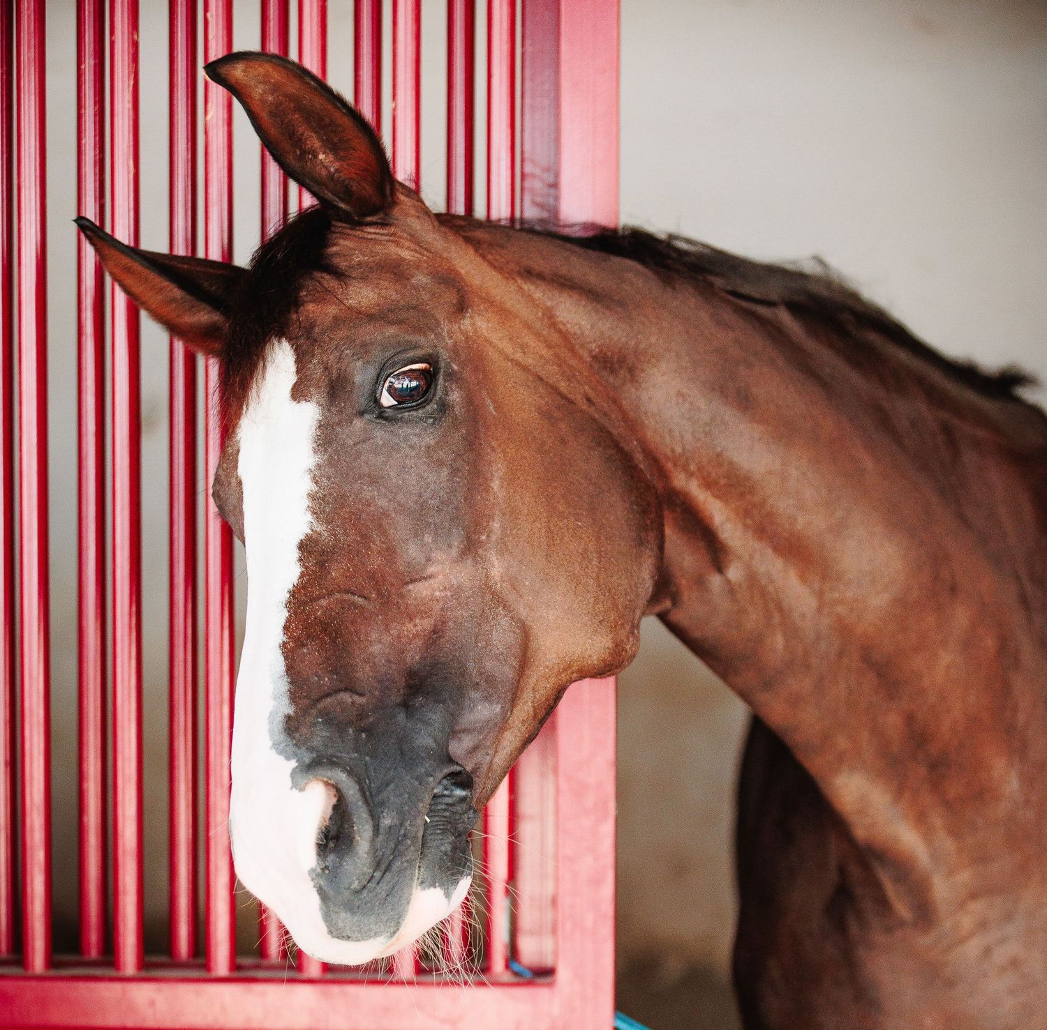 Cheval curieux penchant la tête au box pour une interaction. Photographie équine et complicité, secteur Beaujolais et Pierres Dorées.