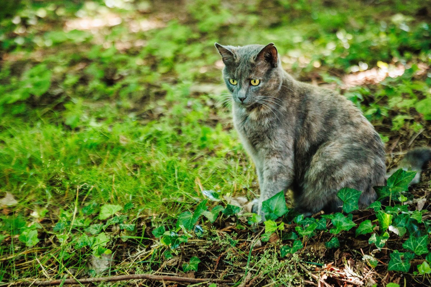 Chat européen surveillant son territoire. Portrait félin intense. Photographe animalier secteur Les Ancizes-Comps et Fades-Viaduc.