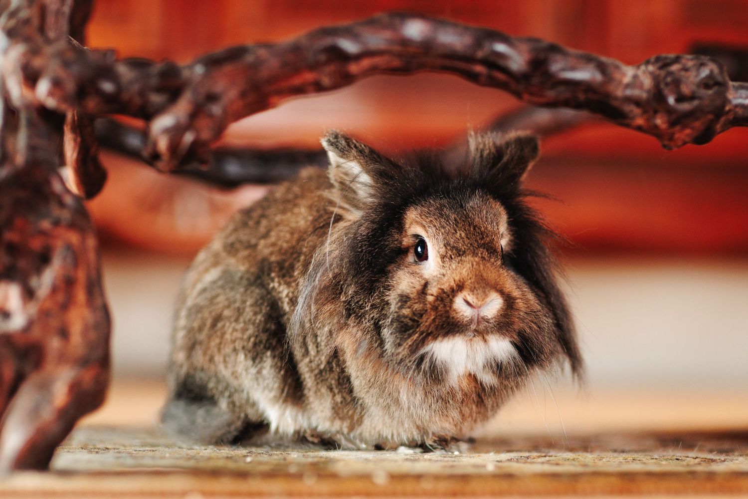 Lapin sous un meuble bas en lumière contrôlée. Maîtrise de l'éclairage en environnement difficile, photographe secteur Montluçon.