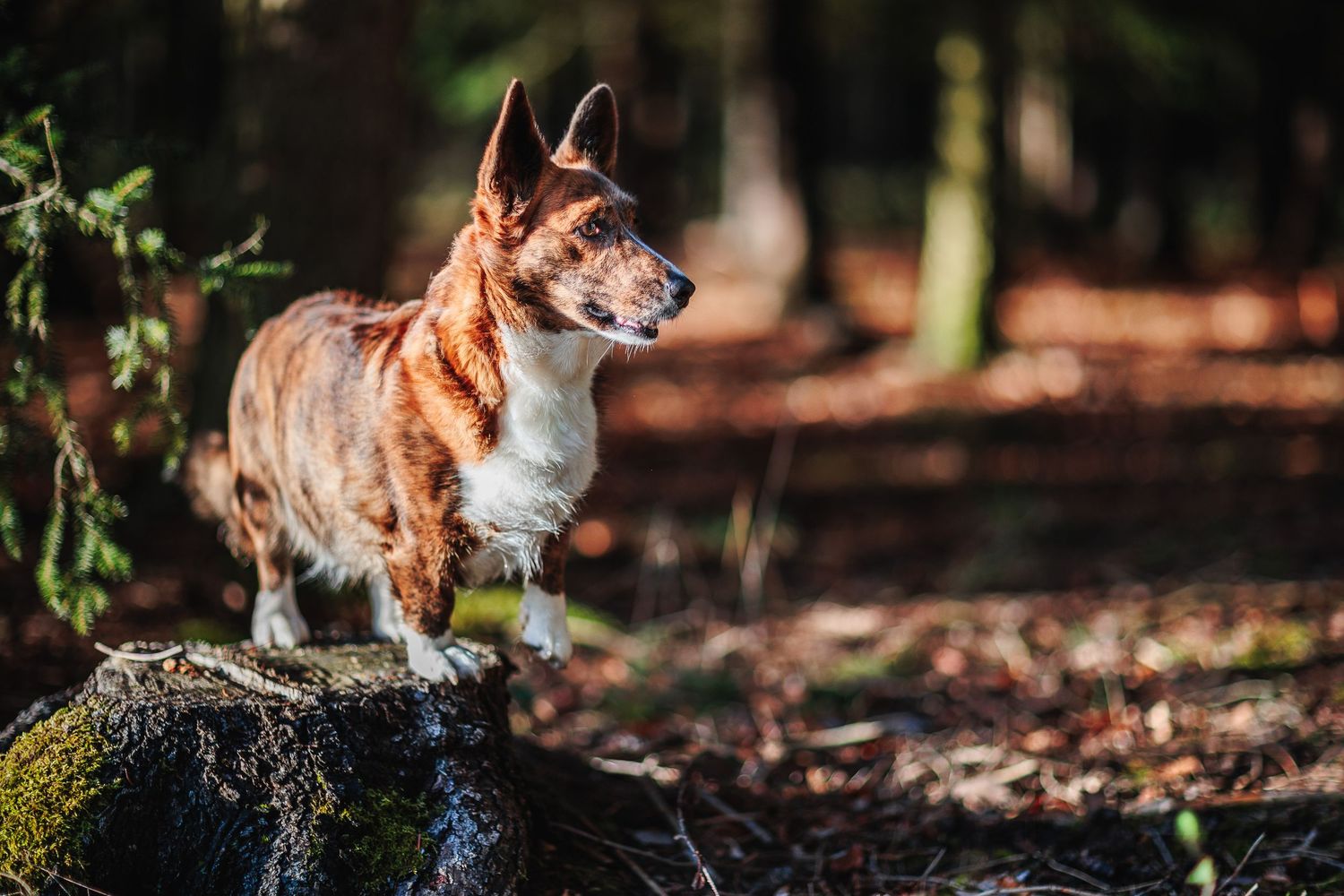 Chien Corgi au grand air. Séance photo canine, secteur Chaine des Puys - Clermont-Ferrand et Puy-de-Dôme. Par Eric Filliat