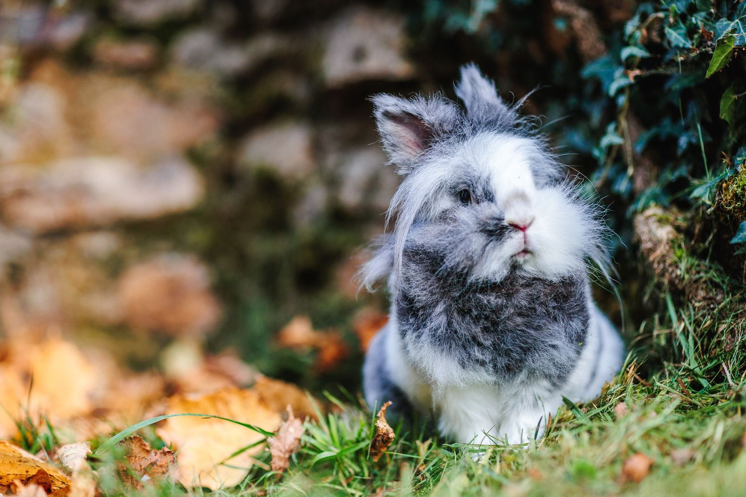 Lapin de compagnie en balade sécurisée. Couleurs d'automne et flou d'arrière-plan, photographe NAC en Auvergne. L'amour de vos animaux !