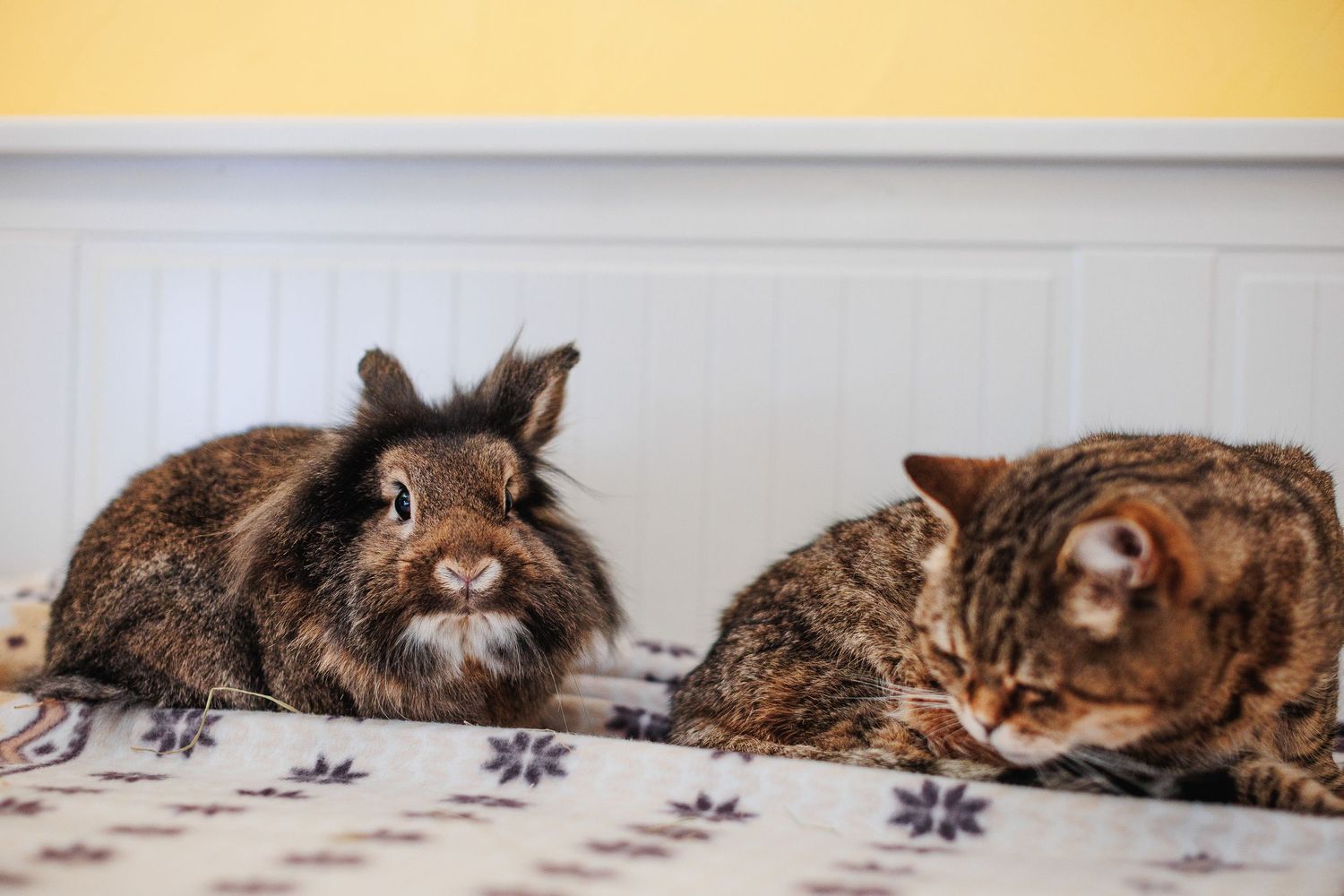 Le chef est le lapin, NAC de caractère. La patience, le chat. Duo de complices. Secteur Beaumont-Chamalières, par Eric Filliat.