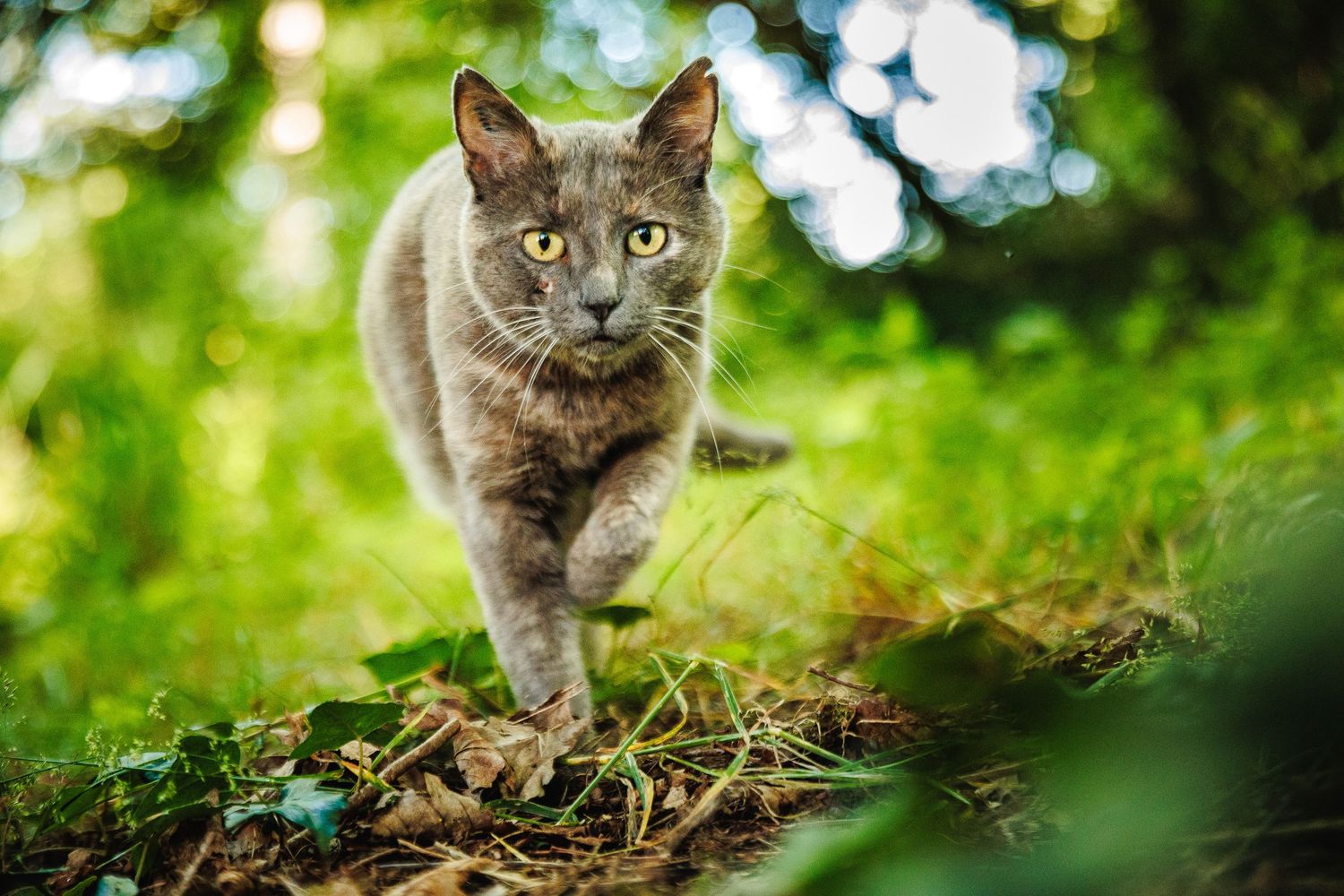 Chat avançant avec détermination dans la nature. Intensité du regard et mouvement, photographe secteur Châtel-Guyon. Eric Filliat