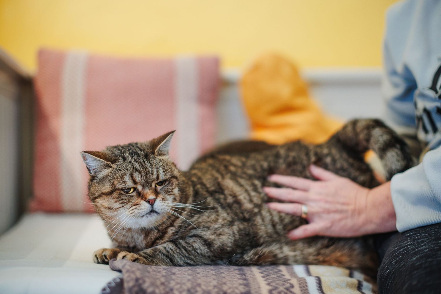 Chat de gouttière les yeux mi-clos de bonheur sous une main tendre. Portrait intimiste en éclairage contrôlé, secteur Vichy & Bellerive.