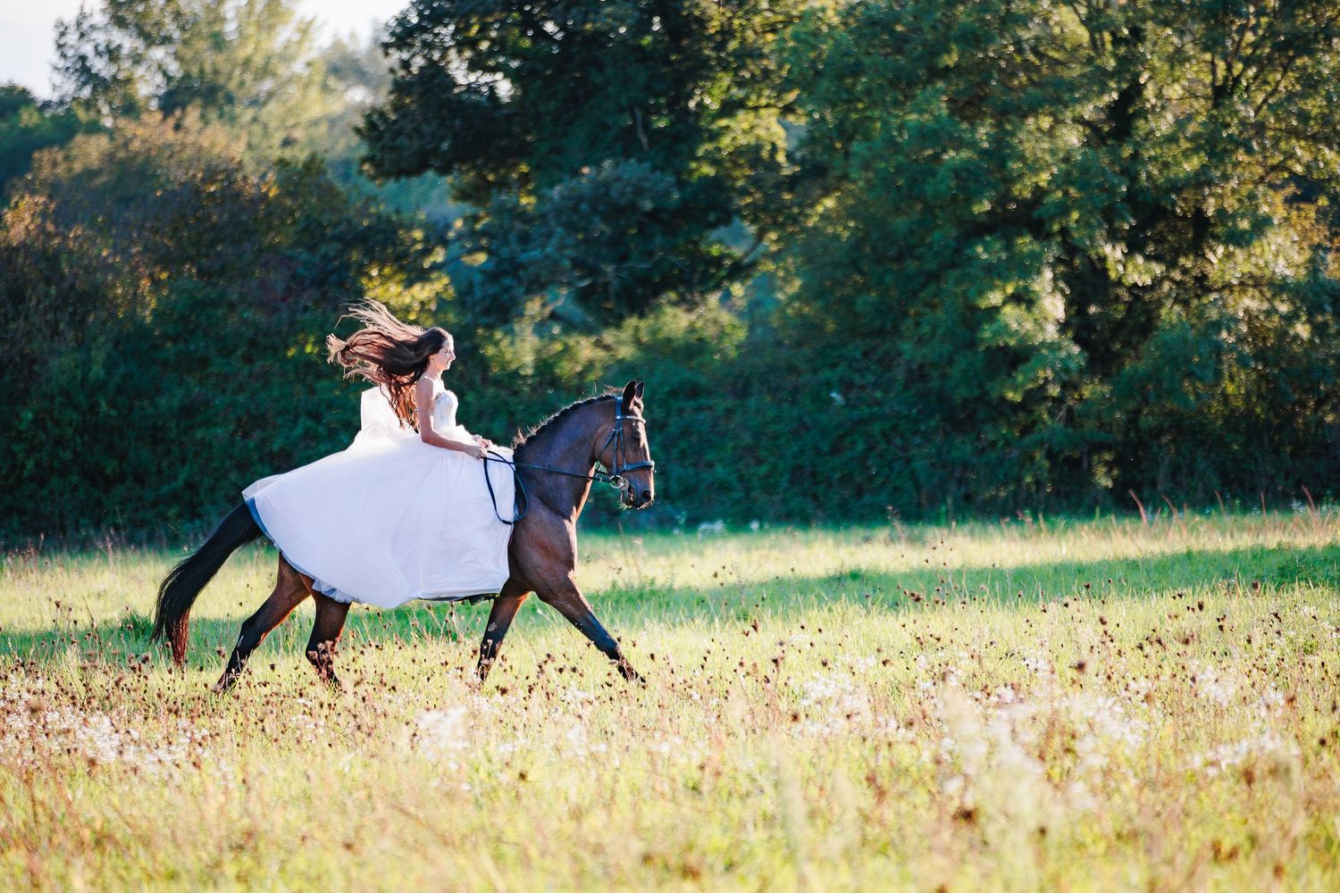 Mariée cavalière qui réalise son rêve, sur son ami de toujours. Lumière estivale en Corrèze, par Eric Filliat, photographe animaux & mariage