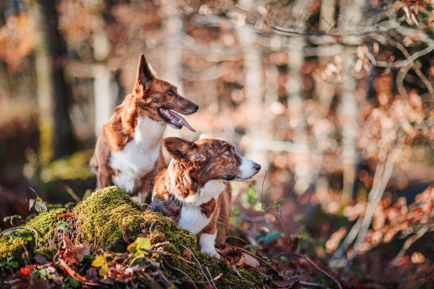 Duo de chiens Corgis dans une lumière d'automne chaleureuse. Photographe animalier secteur Lyon, Saint-Étienne et Pilat.