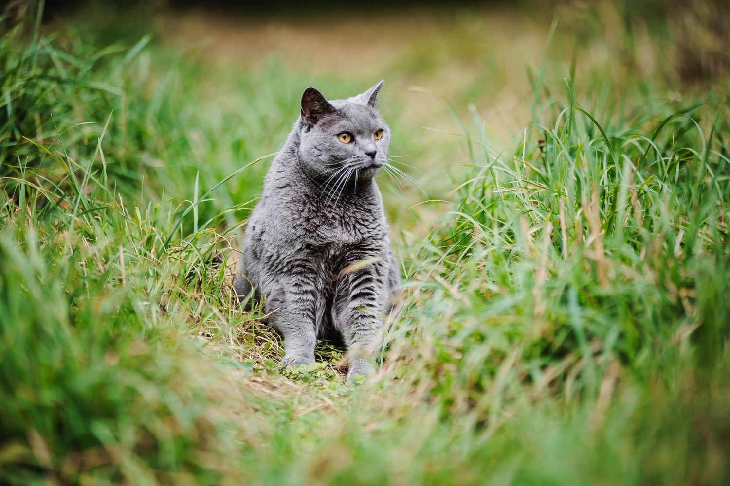 Chat de race Chartreux explorant les prés. Séance photo féline en pleine nature, secteur Saint-Gervais-d'Auvergne.