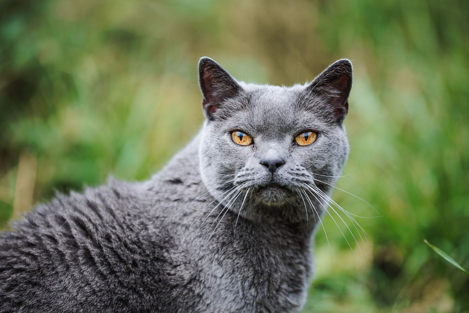 Portrait serré d'un chat Chartreux. Mise en valeur de la profondeur du regard, photographe animalier secteur Riom et Puy-de-Dôme.