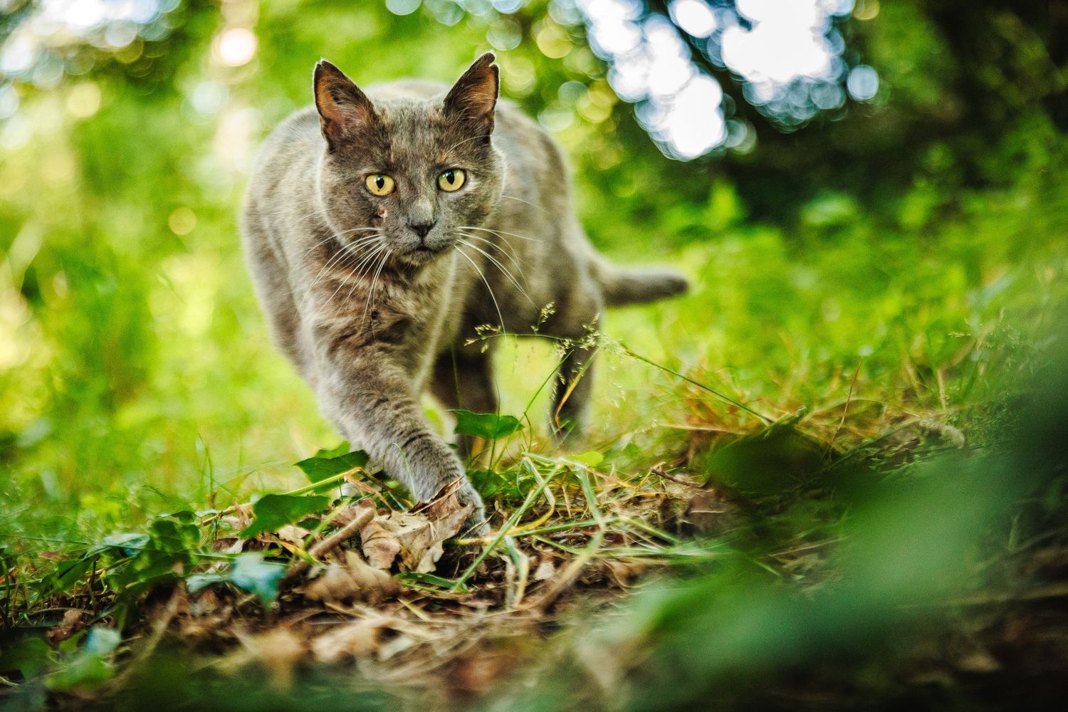 Chat européen en pleine exploration sauvage. Photographe animalier secteur Aubusson et sud de la Creuse. Eric Filliat photographe animalier.