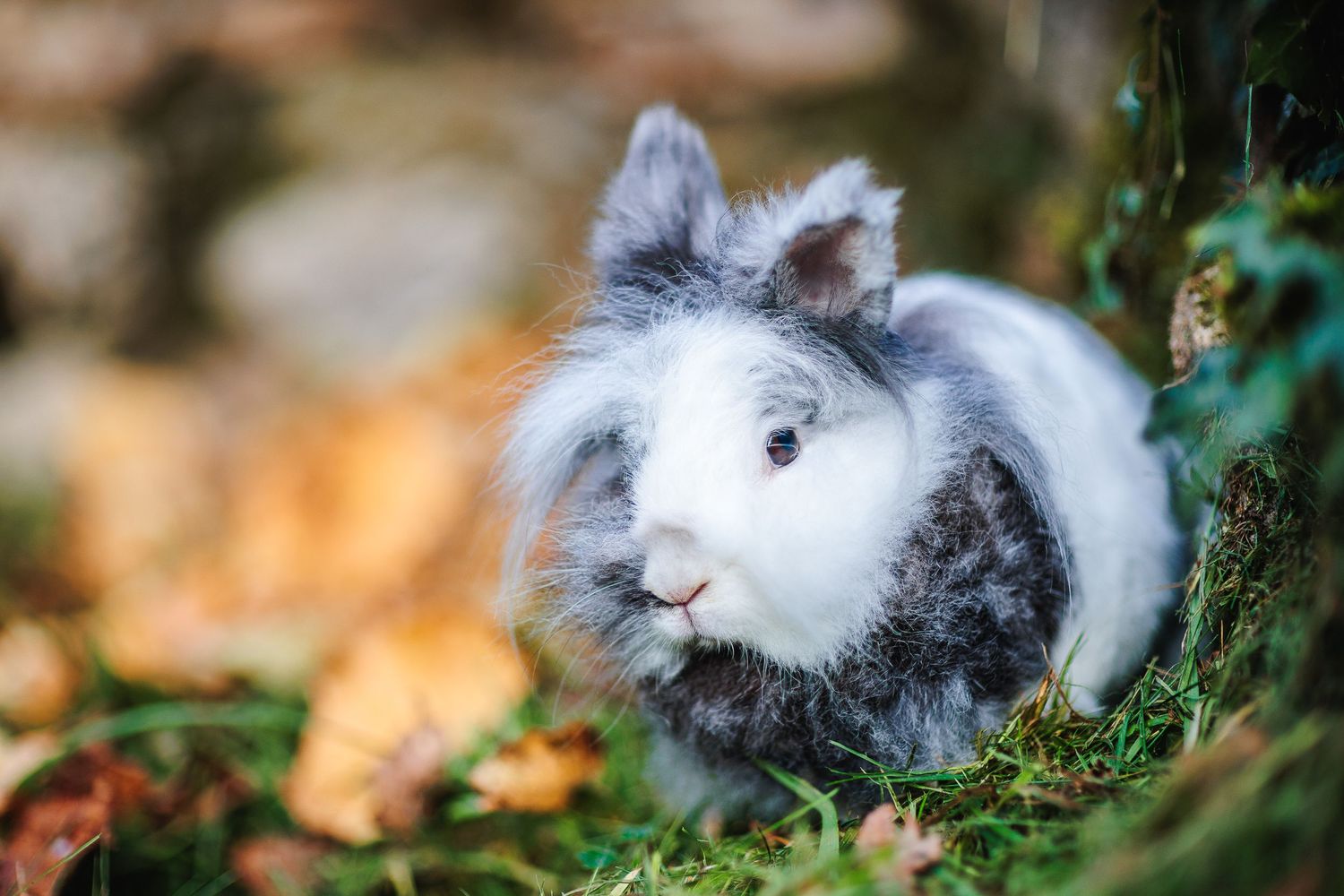 Petit lapin dans l'herbe et feuilles d'automne. Portrait de NAC, photographe animalier secteur Forez et Haute-Loire.