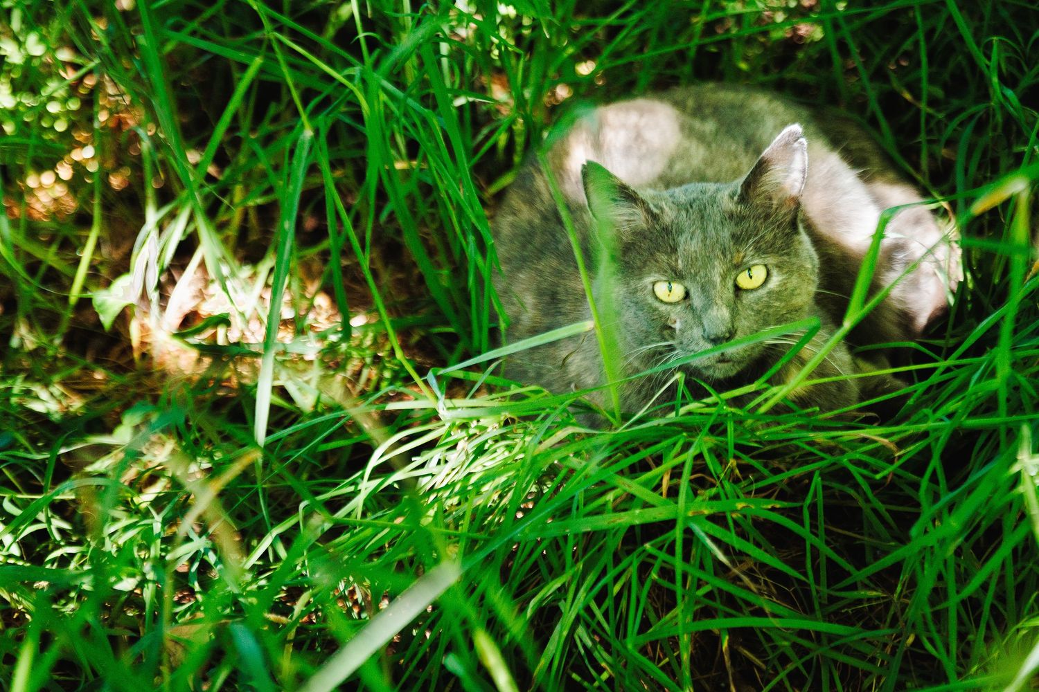 Chat européen écaille de tortue camouflé dans les herbes. Portrait animalier sauvage, photographe secteur Manzat et Puy de Dôme.