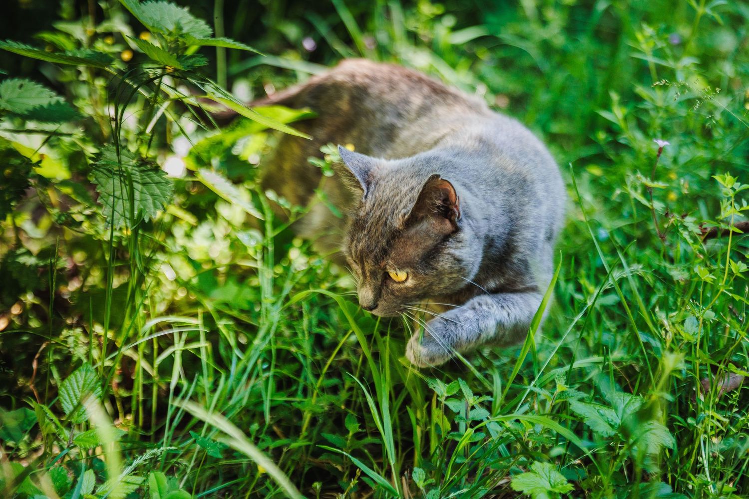 Exploration d'un chat au caractère sauvage en sous-bois. Séance photo dynamique, secteur Riom et Ennezat. Par Eric Filliat