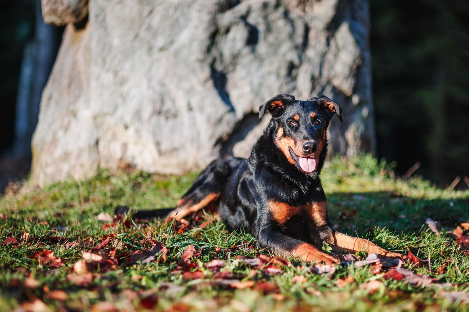Chien Beauceron devant un menhir en arrière-plan. Portrait animalier sauvage, secteur Menat, Auvergne. Par Eric Filliat, photographe animaux