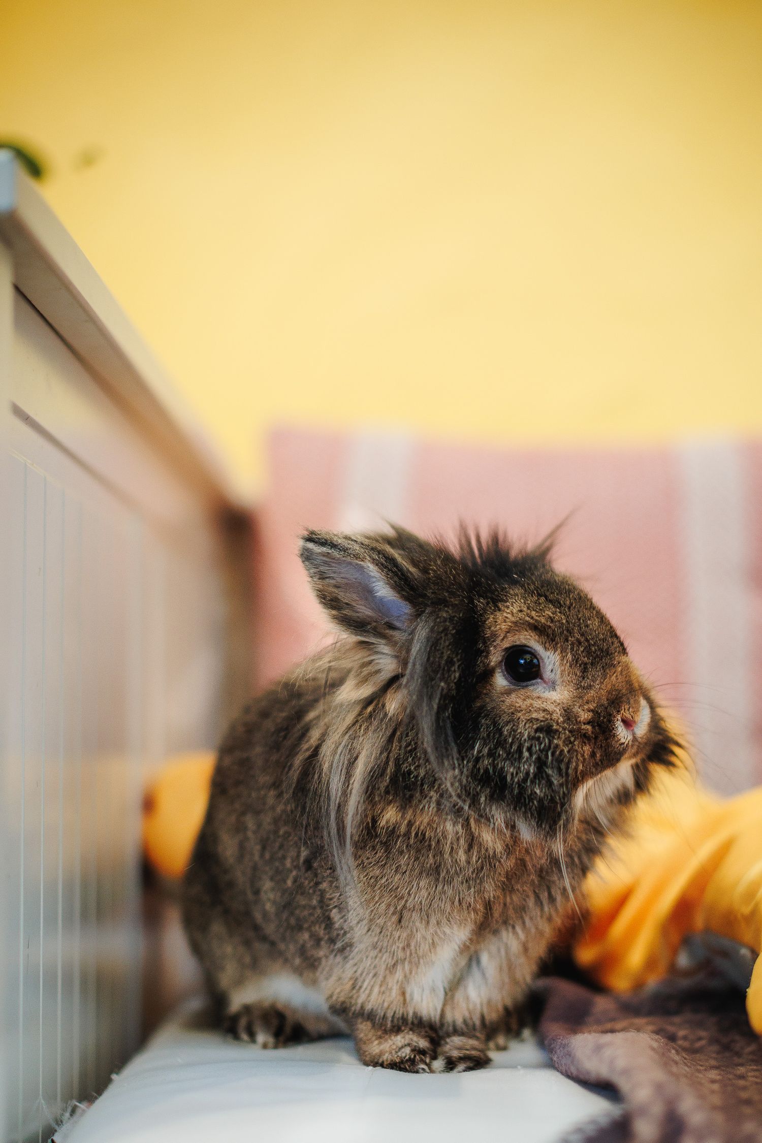 Portrait d'un lapin au regard malicieux sur canapé. Capture de personnalité animale, photographe à domicile secteur Pionsat.