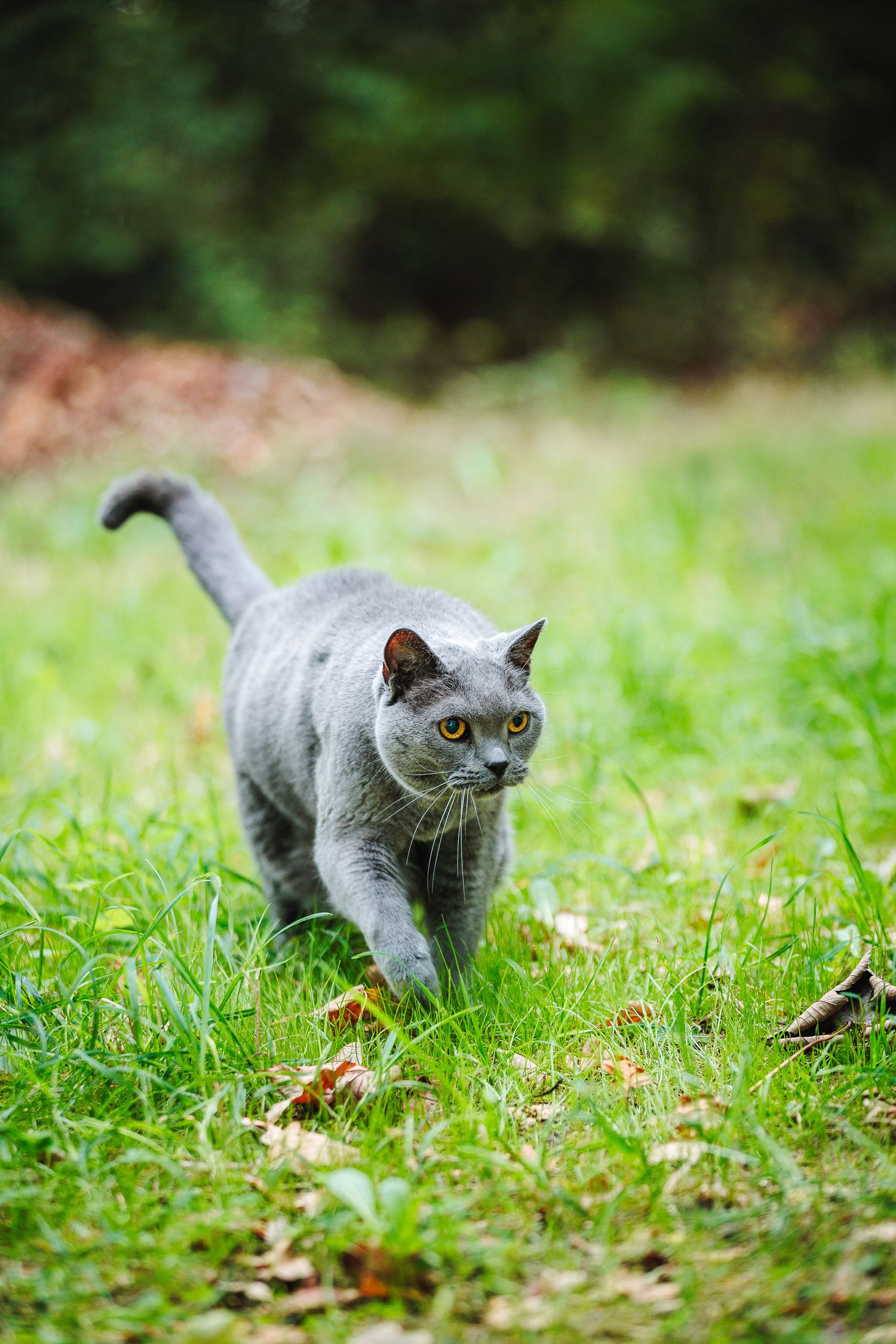 Chat Chartreux inspectant avec sérieux son territoire. Photographie animalière créative, secteur Ébreuil et Val de Sioule.