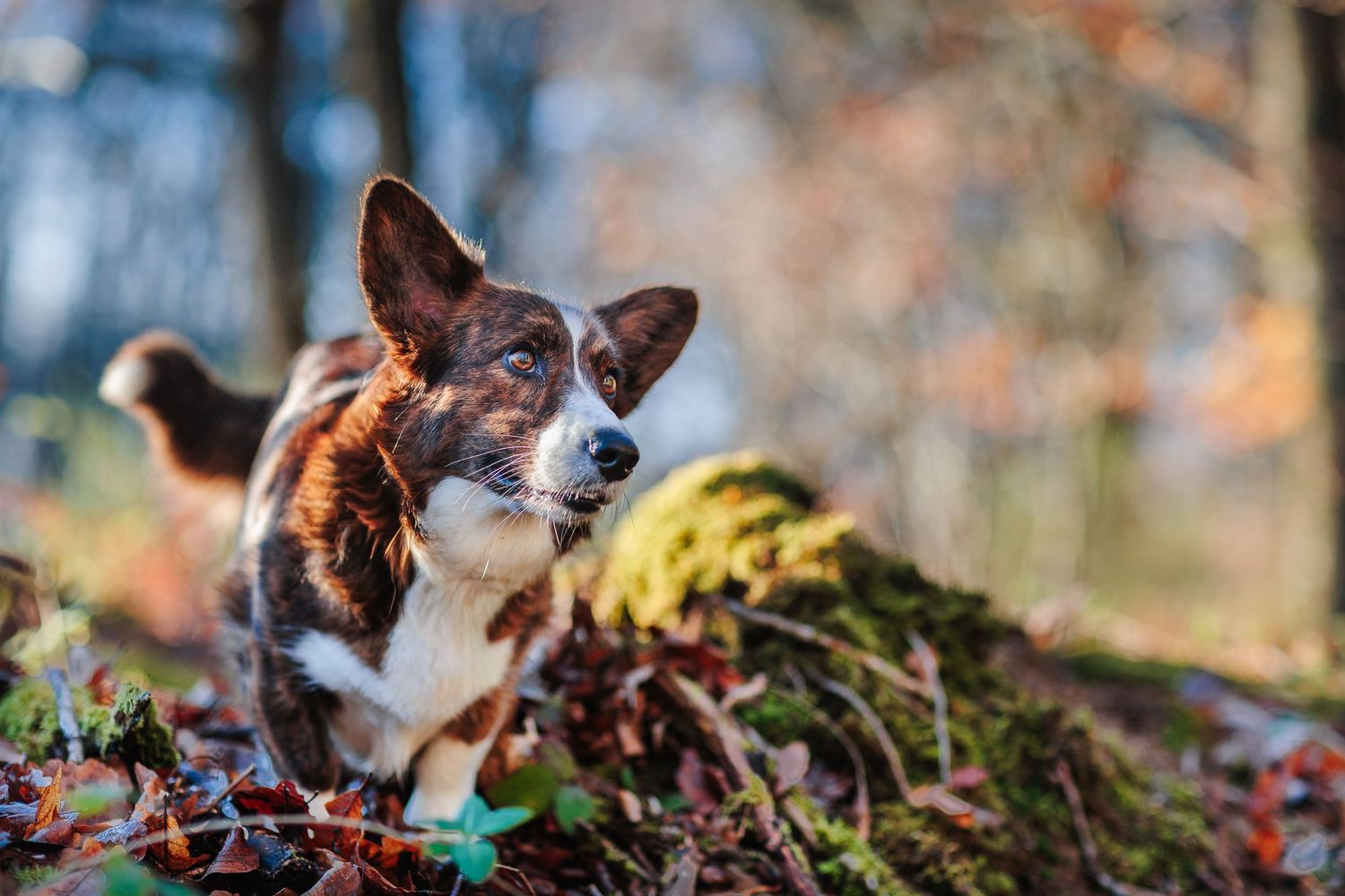 Portrait naturel en automne d'un chien Corgi, entre Clermont-Ferrand et Vichy, par Eric Filliat, photographe animalier, couple et mariage.