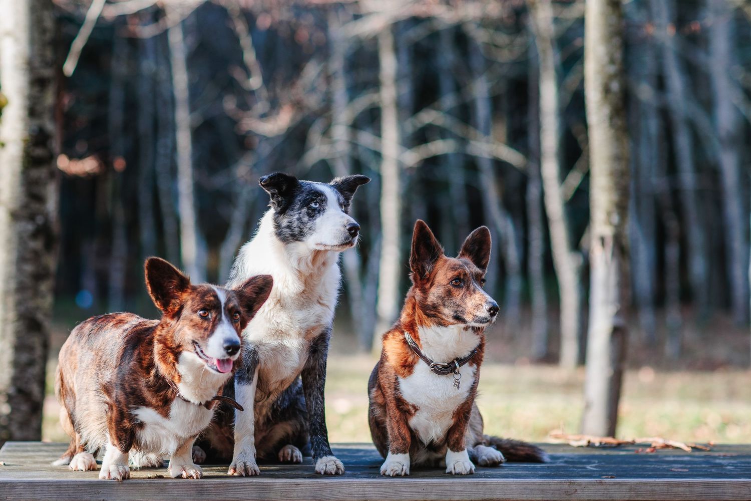 Trio de chiens attentifs sur une table. Portrait canin professionnel, photographe animalier secteur Saint-Etienne et Parc du Pilat.