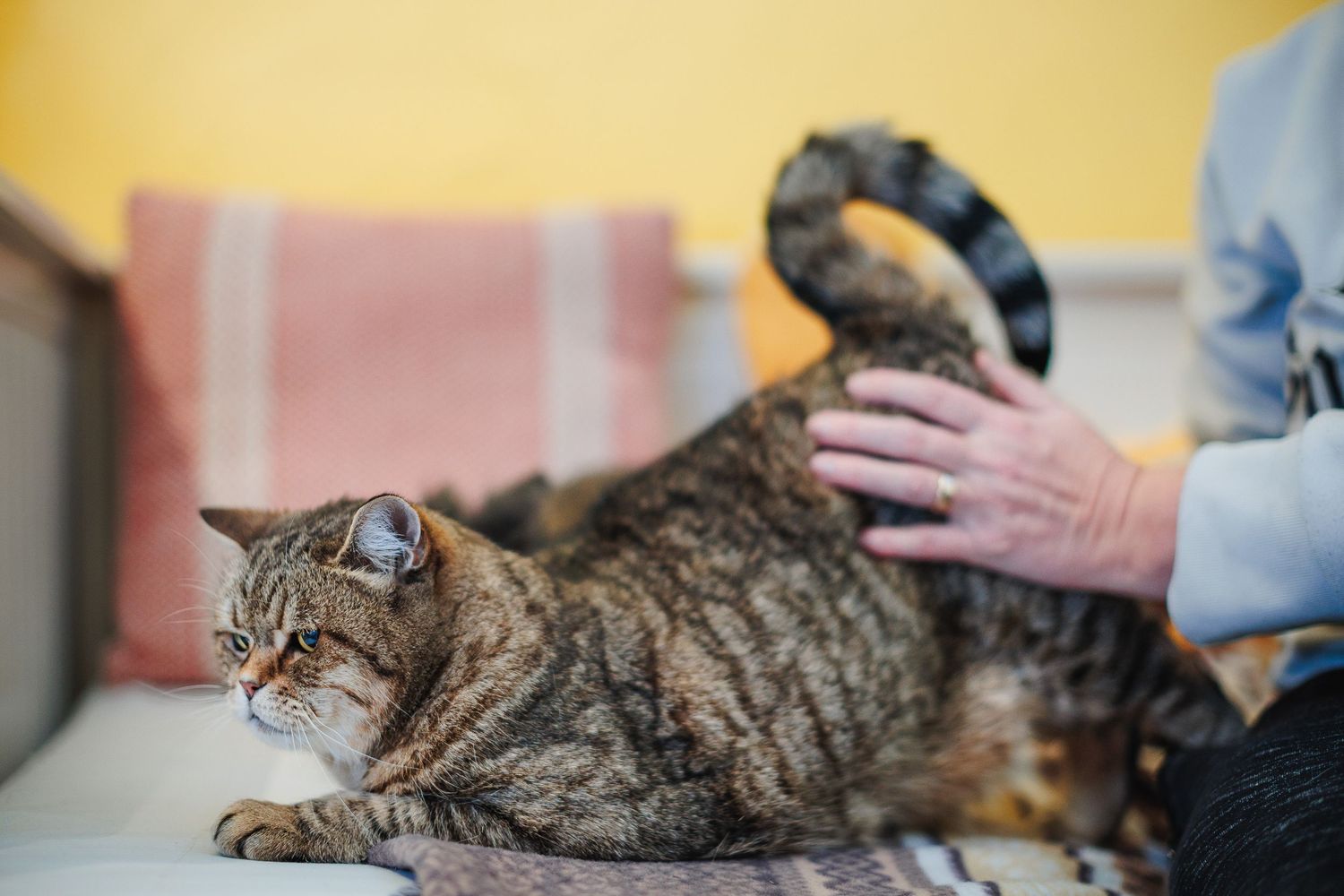 Chat européen arrondissant le dos sous une caresse. Complicité et langage corporel félin, photographe à domicile secteur Clermont-Ferrand.