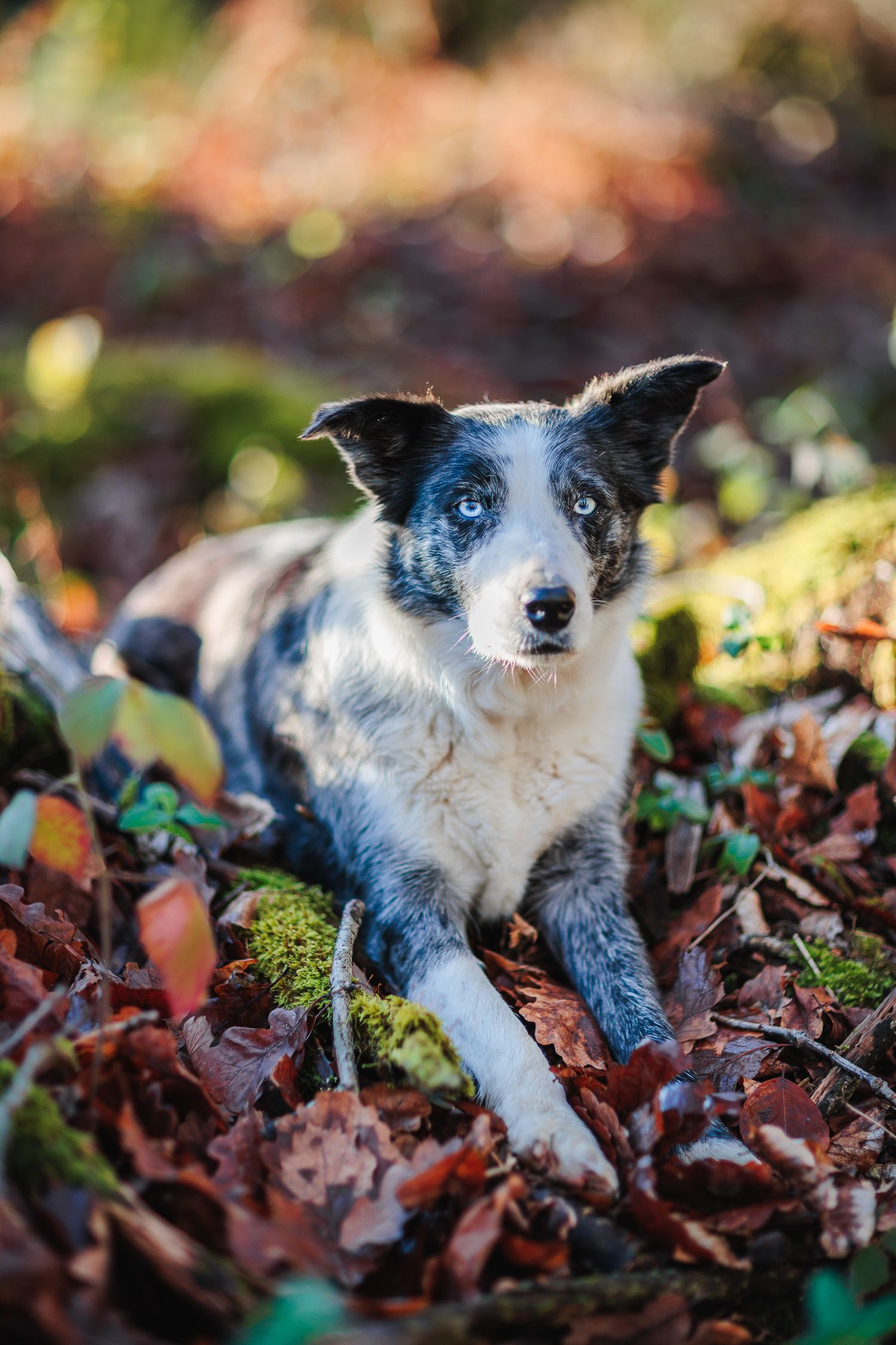 Portrait de Border Collie en lumière automnale rousse. Séance photo chien en extérieur, secteur Loire et Monts du Forez.