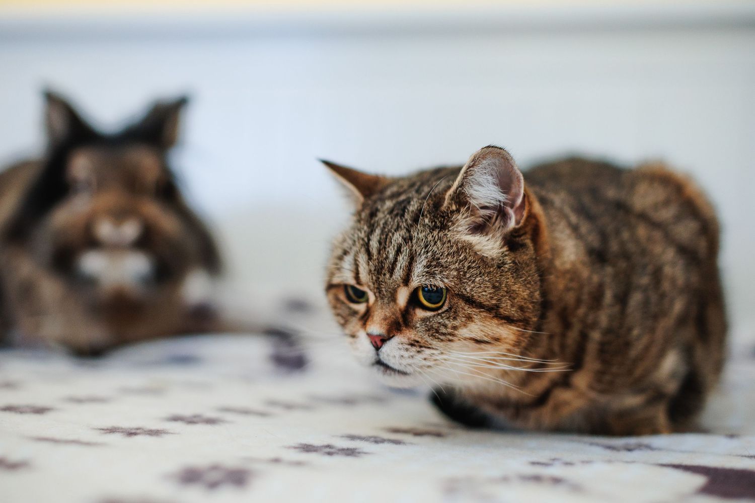 Complicité rare entre un chat et son ami lapin en intérieur. Séance photo multi-espèces et NAC, secteur Riom et Châtel-Guyon.