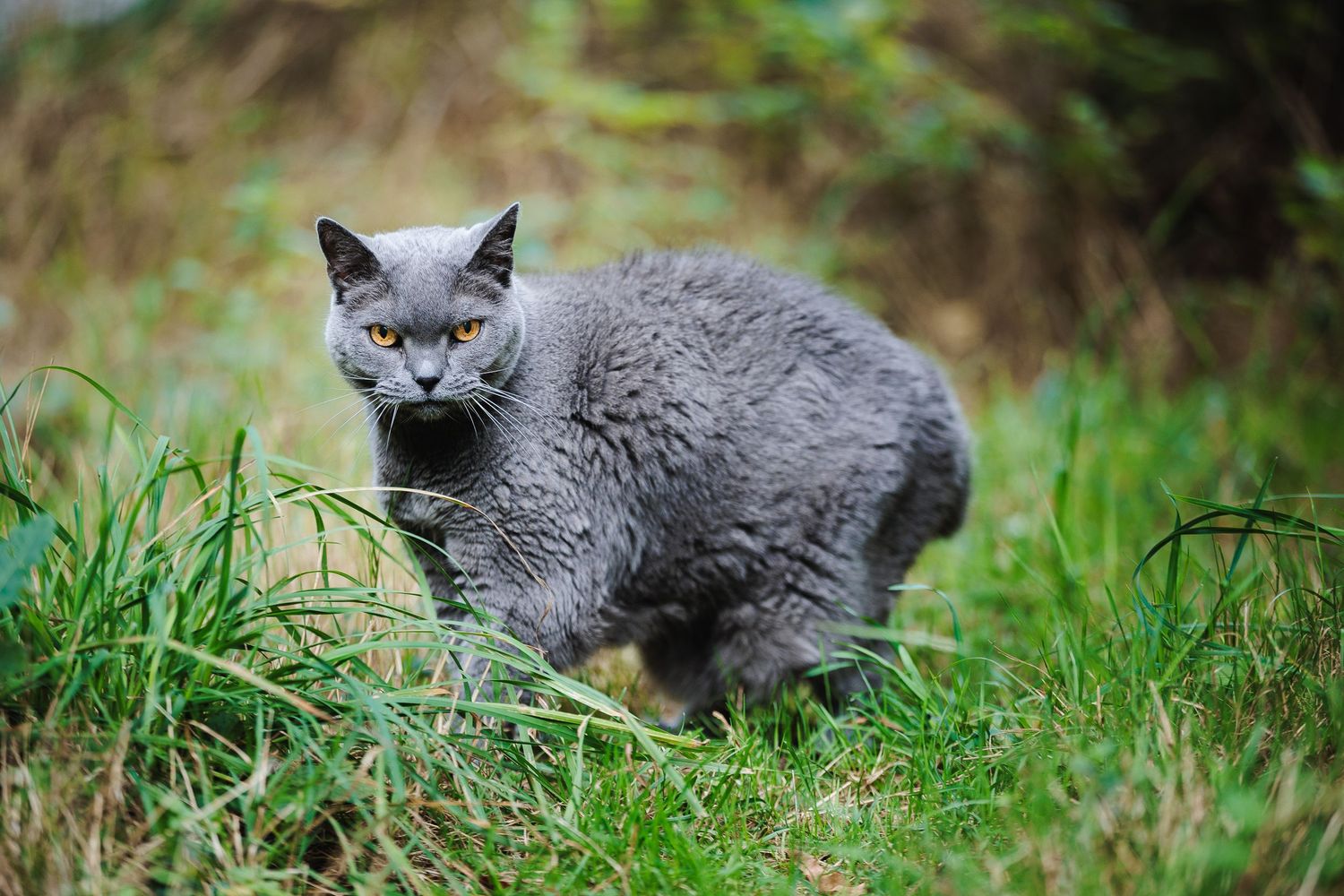 Chat Chartreux au regard sérieux dans l'herbe. Portrait animalier en extérieur, photographe secteur Saint-Éloy-les-Mines.