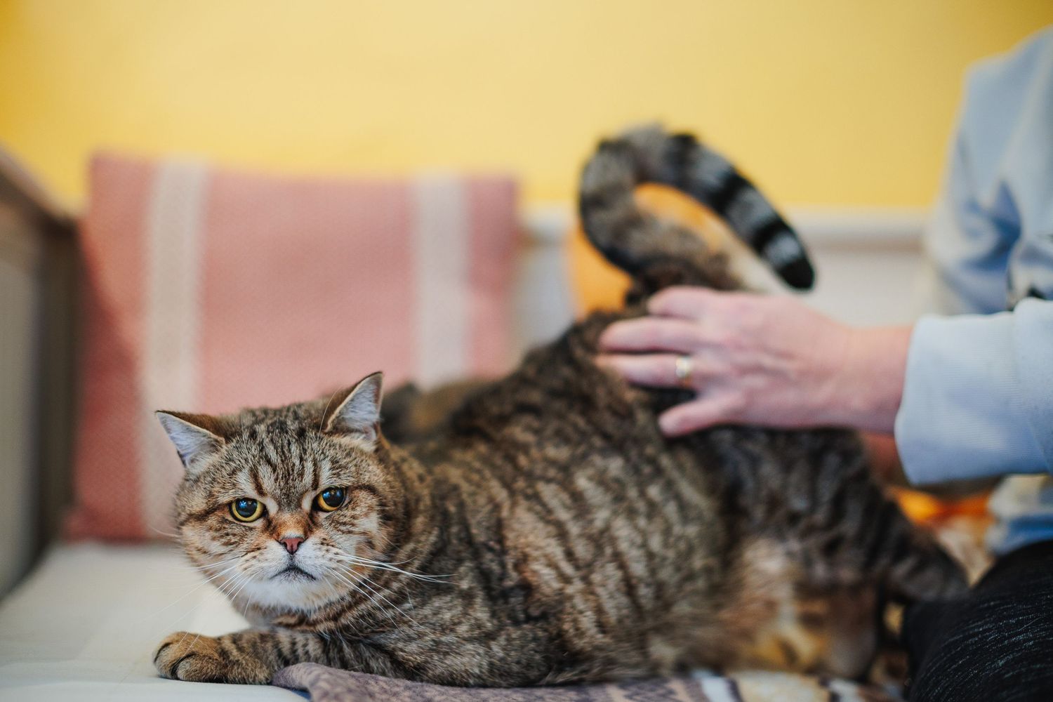 Chat arrondissant le dos sous une caresse. Séance cocooning à domicile, lumière douce et complicité, photographe secteur Saint-Étienne.