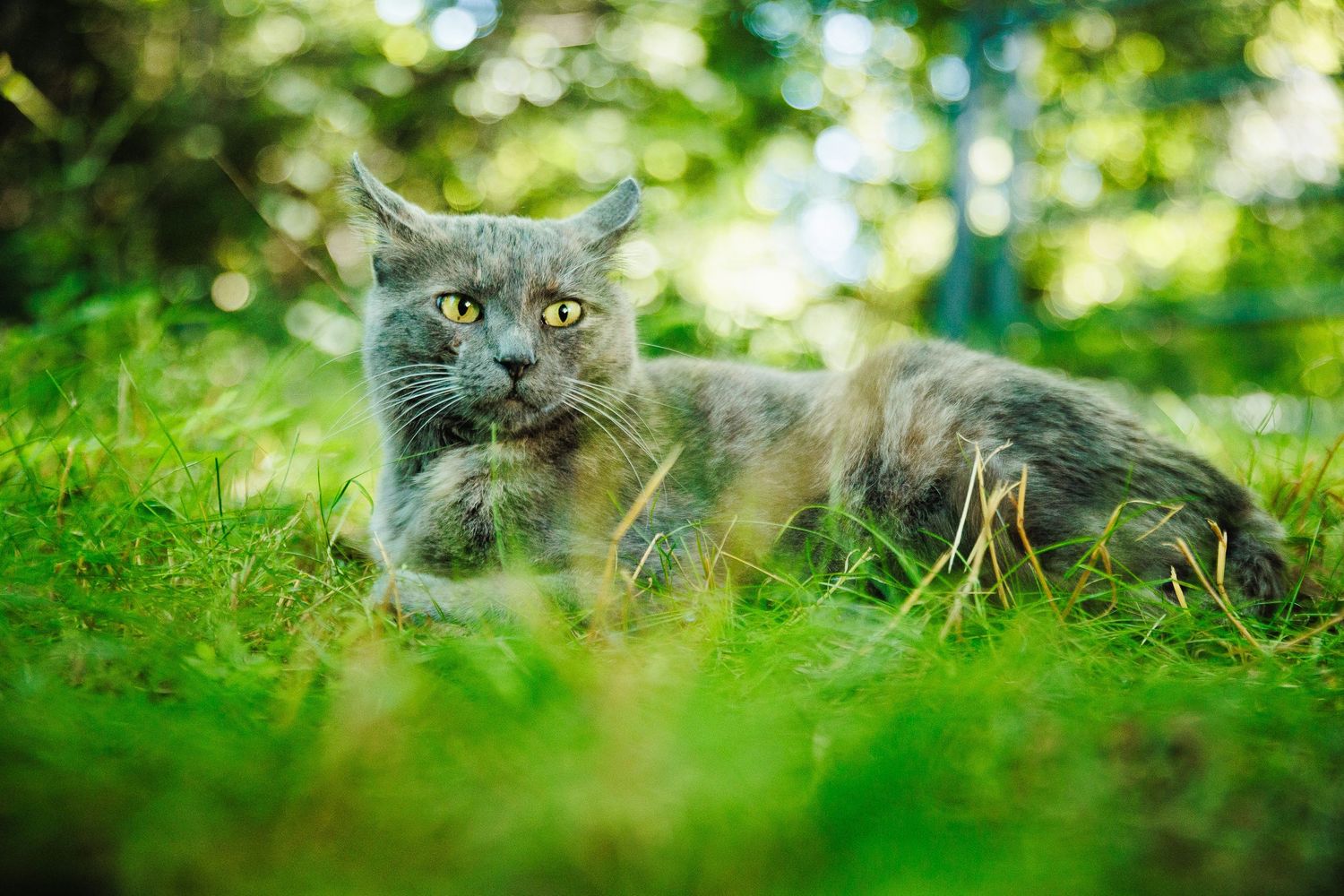 Repos du chat de gouttière couché. Séance photo animalière en lumière naturelle, secteur Gouttières, Youx et Montaigut. Eric Filliat