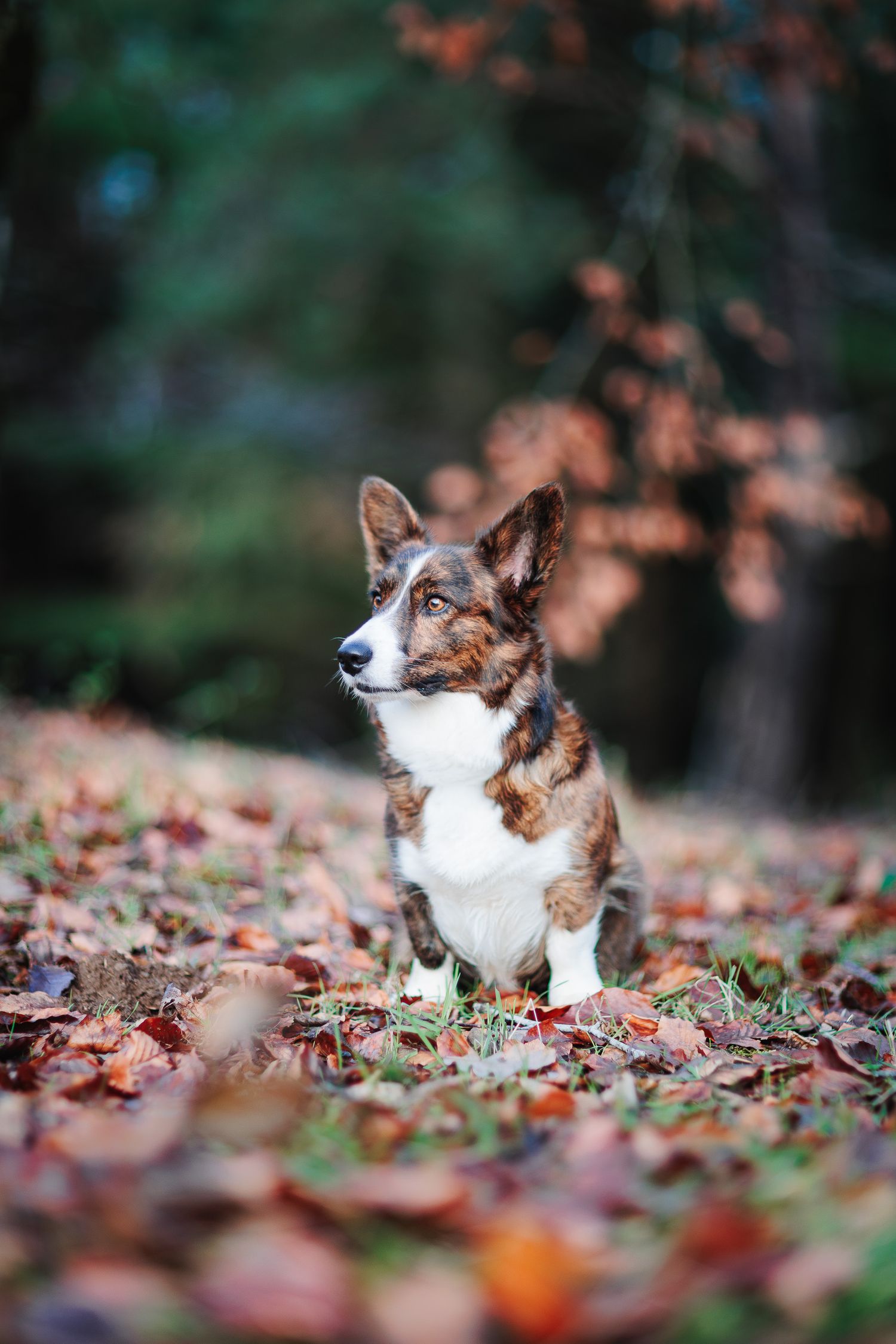 Portrait de Corgi sous les feuilles rousses. Photographe chien à Saint-Etienne et dans la Loire. Par Eric Filliat, photographe en Auvergne.