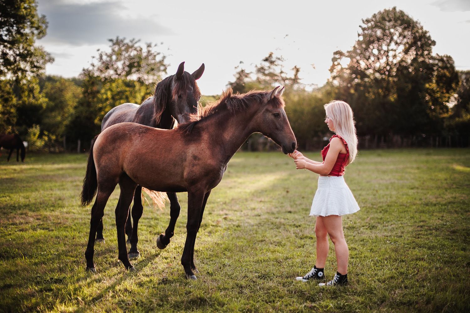 Expérience Tribu d'une cavalière et ses chevaux au pré, dans la douceur d'un soir d'été. Photographe de moments vrais en Sologne.