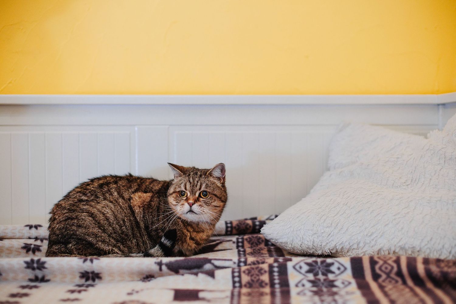 Portrait d'un chat timide sur un canapé. Éclairage multi-flash doux simulant la lumière naturelle, photographe secteur Cournon et Aubière.