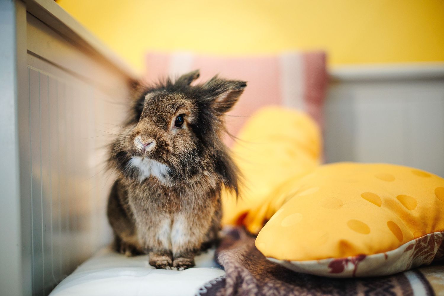 Lapin aux aguets en intérieur. Photographie de comportement animalier, expertise NAC secteur Saint-Éloy-les-Mines & Montaigut-en-Combrailles