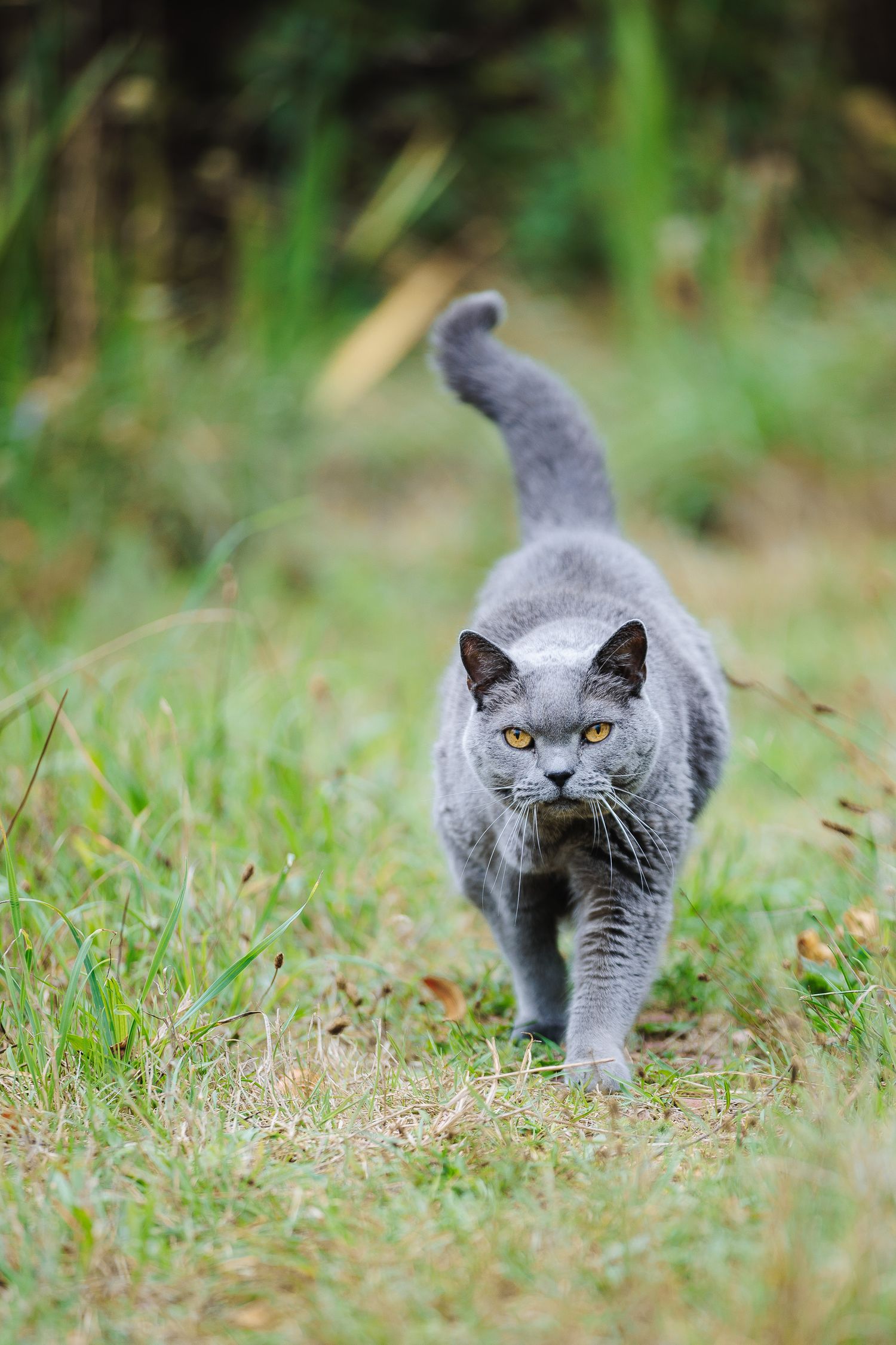 Élégance d'un chat Chartreux en exploration. Séance photo animalière, secteur Durdat-Larequille et Commentry.