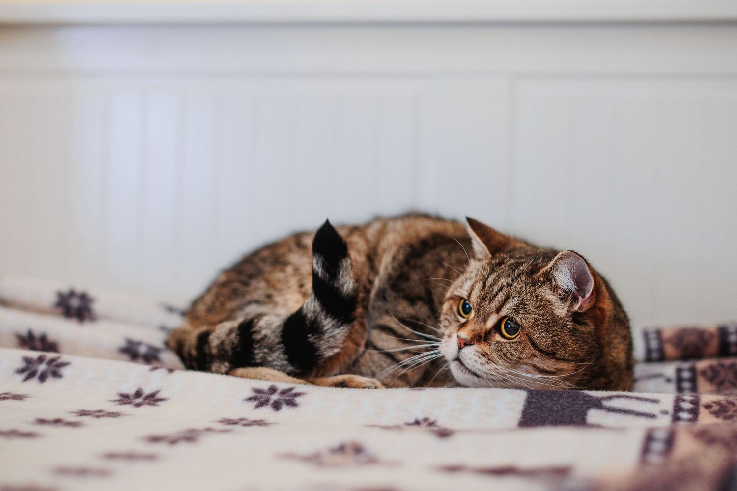 Regard timide d'un chat européen en intérieur. Séance photo à domicile une soirée d'hiver, secteur Pont-du-Château. Par Eric Filliat.