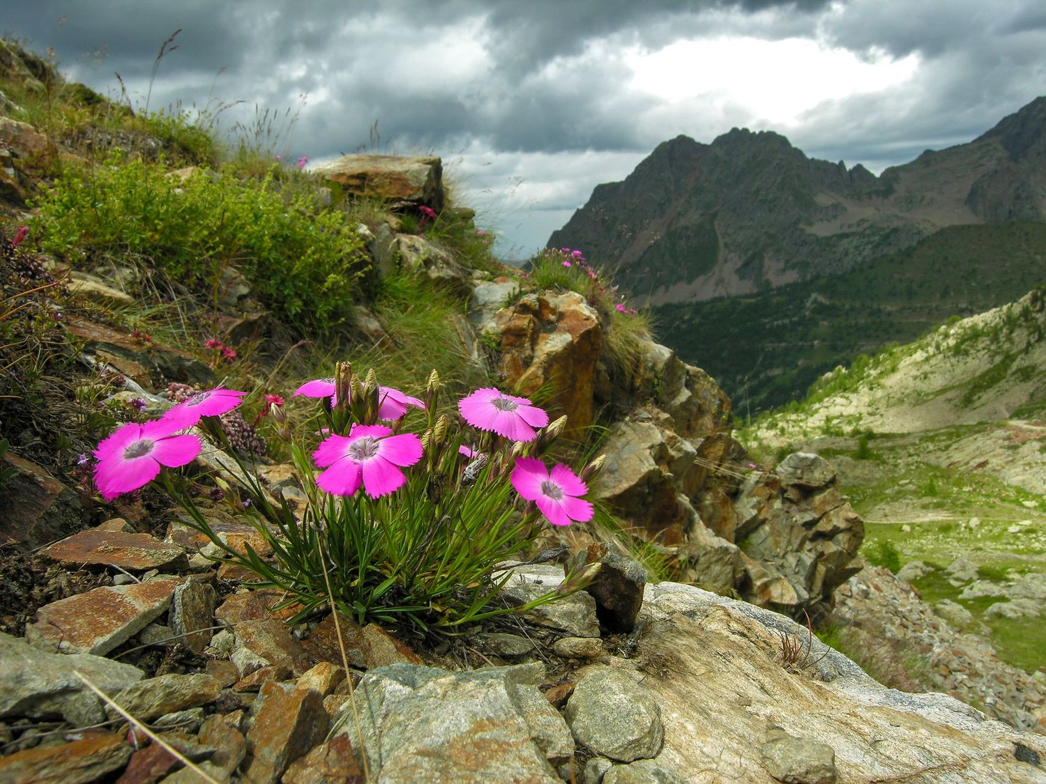 Paysage fleuri, verticalité des Alpes, inspiration d'Eric Filliat, photographe d'émotions, du vrai, baigné de nature en Auvergne & Limousin.