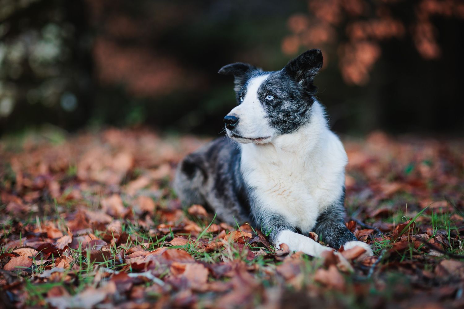 Border Collie en forêt de hêtres. Lumières d'automne, photographe animalier secteur Beaujolais et Pierres Dorées.