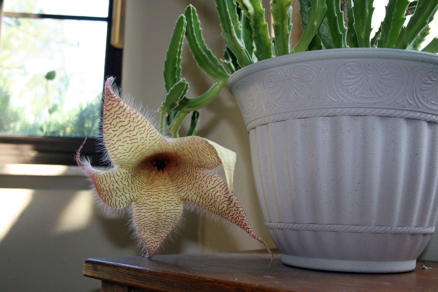 Home plant photo