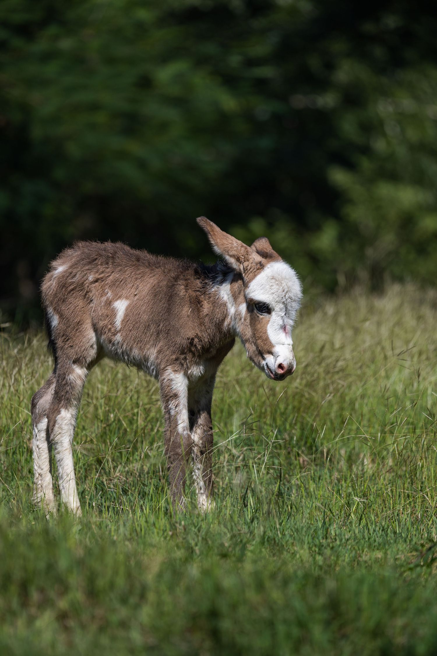 Donkey in Puerto Rico