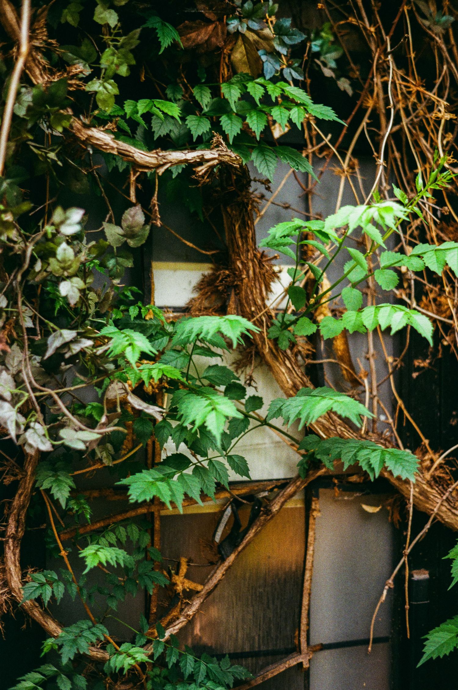 35mm film photo in Seoul, South Korea