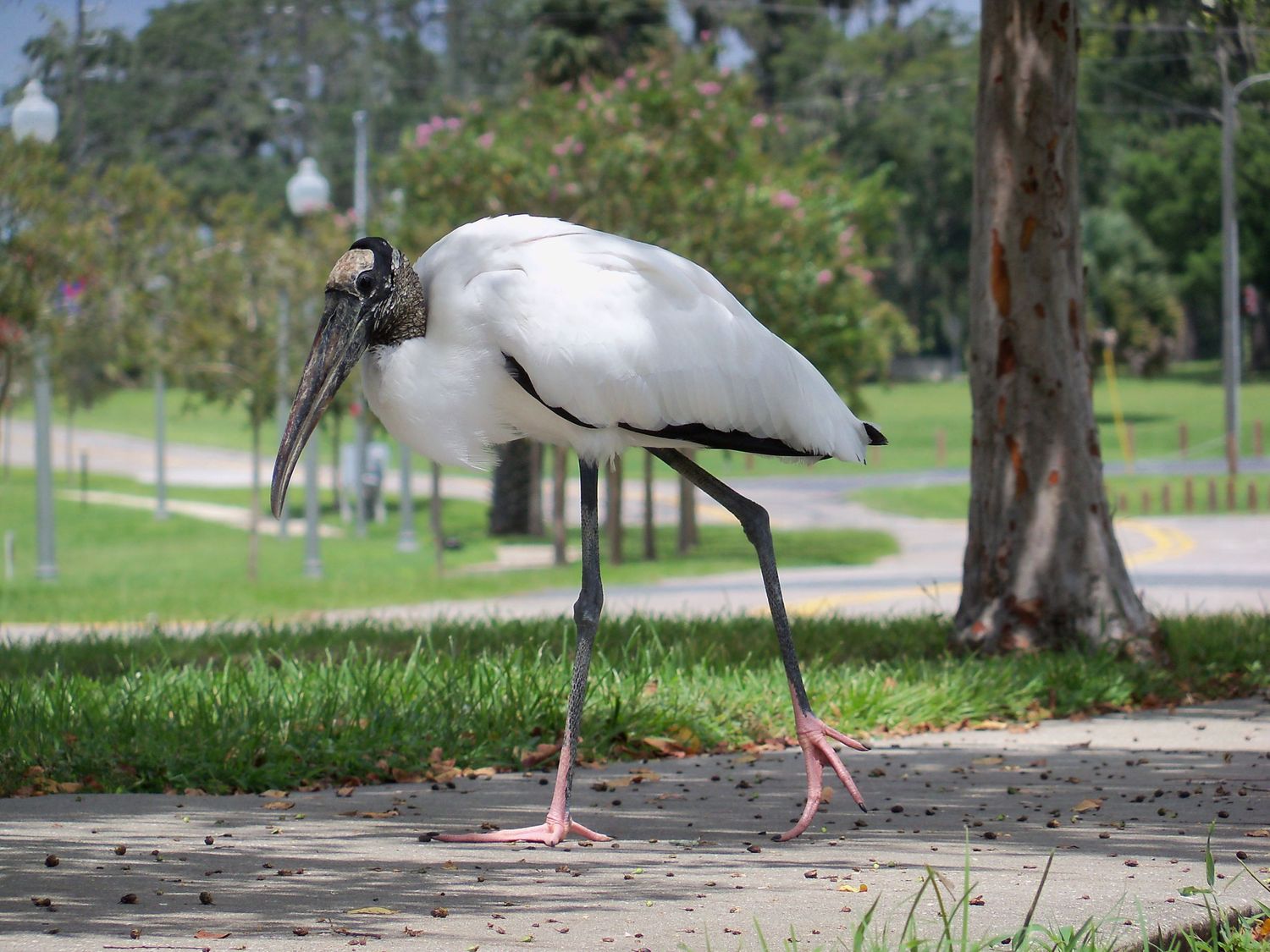 Bird photo