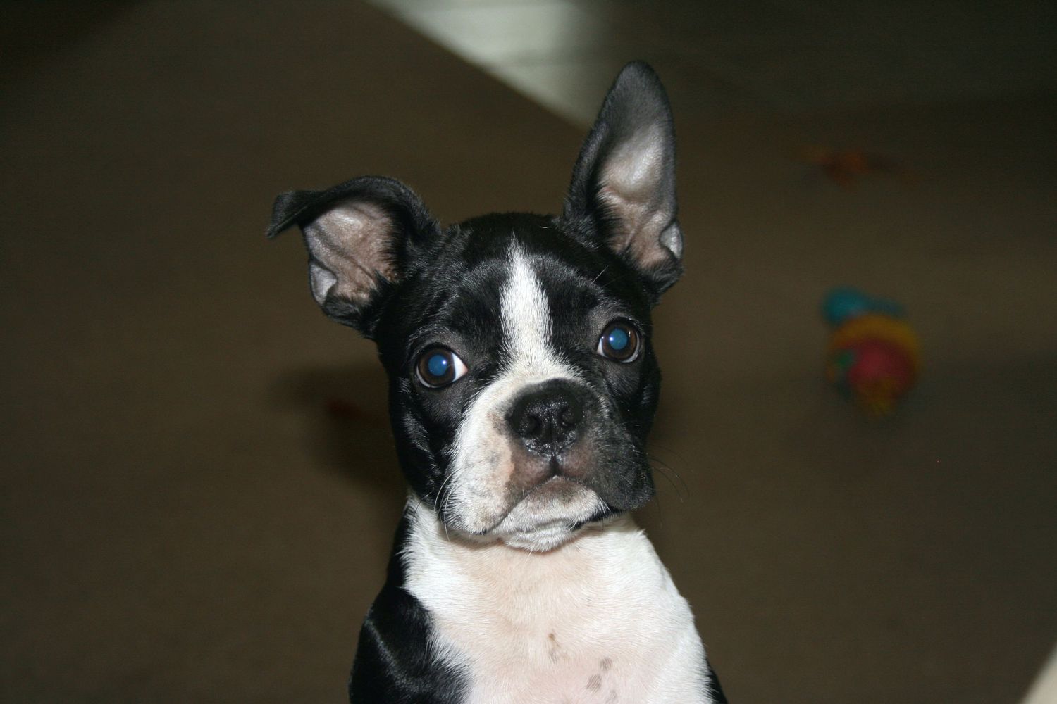 Dog portrait