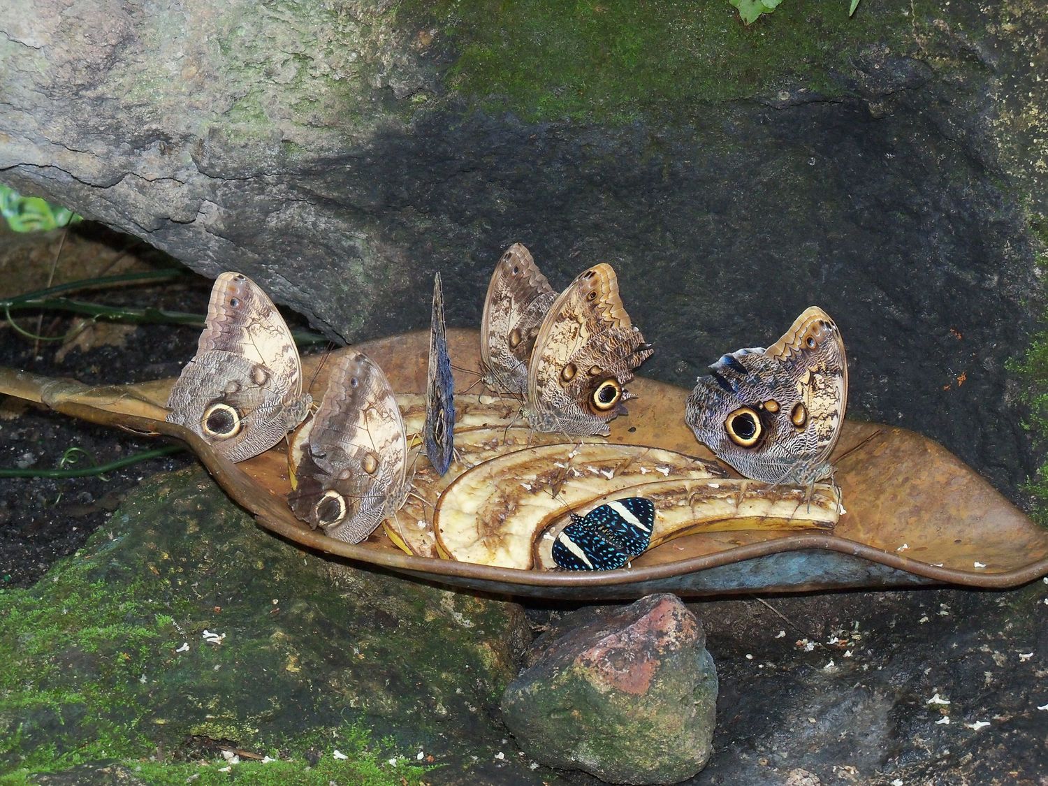 Butterflies photo