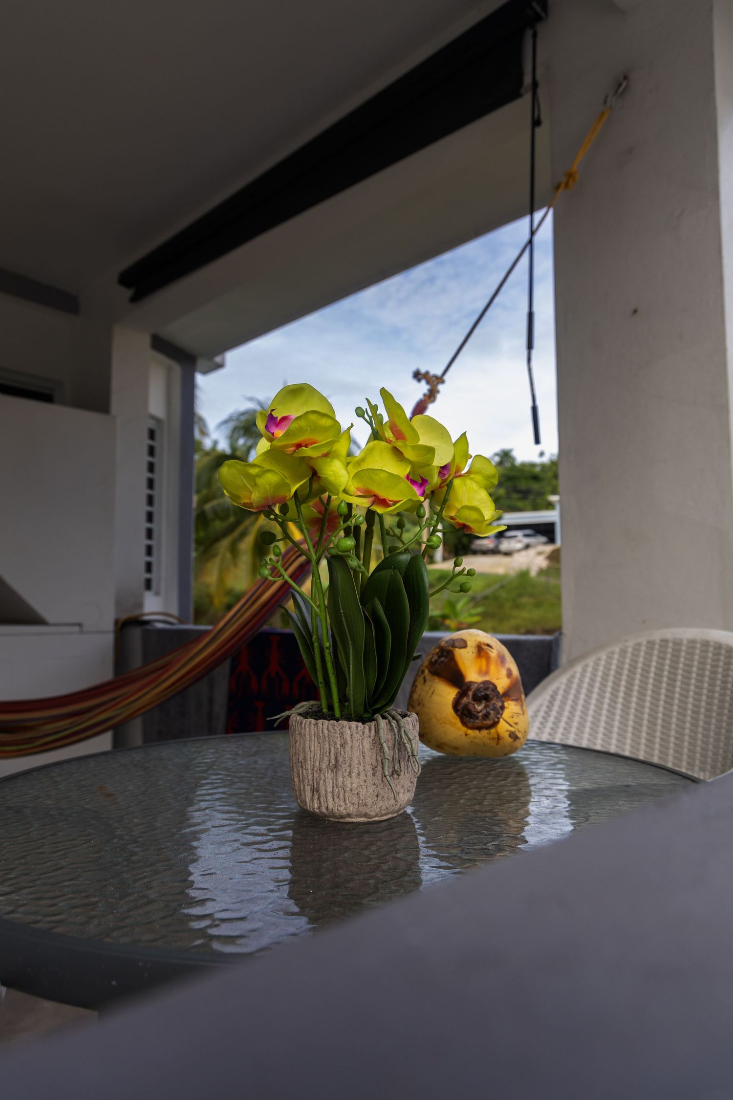 Plant & Coconut

Puerto Rico